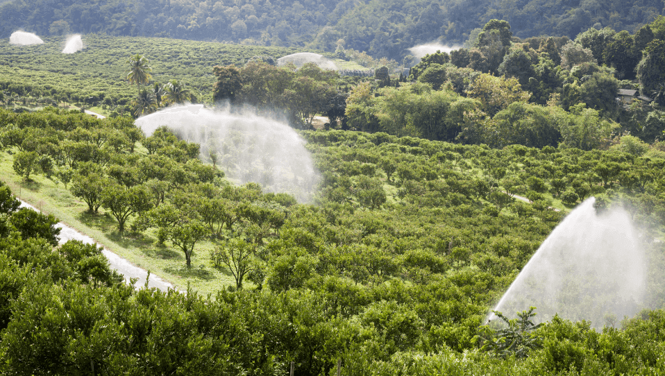 Xinjiang Greenhouse Pepper Base